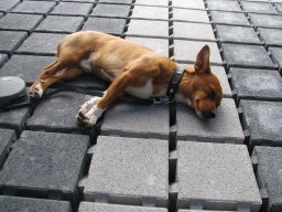 Pusches Schraubertag 2008