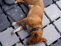 Pusches Schraubertag 2008